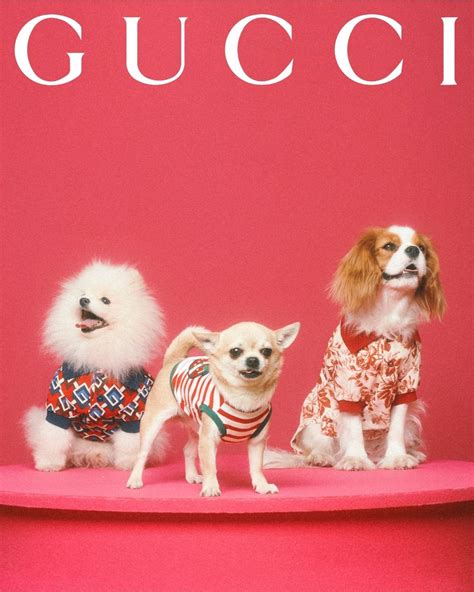 Gucci pet collection 2021